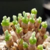 Monilaria Obconica Bunny Seeds, Succulents Seeds, 50 Seeds