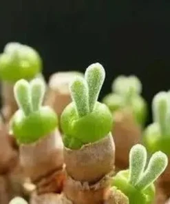 Monilaria Obconica Bunny Seeds, Succulents Seeds, 50 Seeds