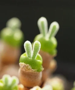 Monilaria Obconica Bunny Seeds, Succulents Seeds, 50 Seeds