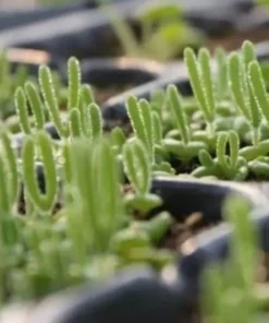 Monilaria Obconica Bunny Seeds, Succulents Seeds, 50 Seeds