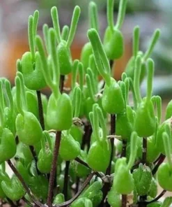 Monilaria Obconica Bunny Seeds, Succulents Seeds, 50 Seeds