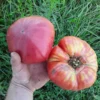 Mortgage Lifter Heirloom Tomato (30 Seeds)