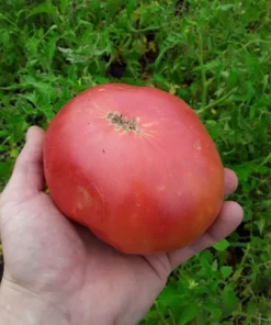 Mortgage Lifter Heirloom Tomato (30 Seeds)