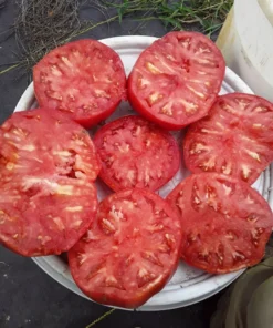 Mortgage Lifter Heirloom Tomato (30 Seeds)
