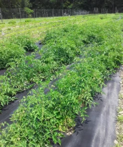 Mortgage Lifter Heirloom Tomato (30 Seeds)