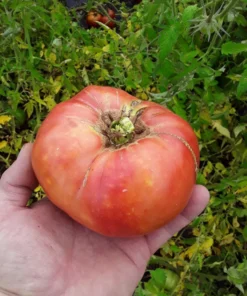 Mortgage Lifter Heirloom Tomato (30 Seeds)