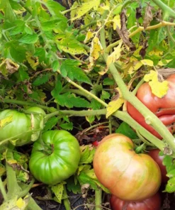 Mortgage Lifter Heirloom Tomato (30 Seeds)