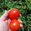 Mountain Princess Heirloom Tomato (30 Seeds)