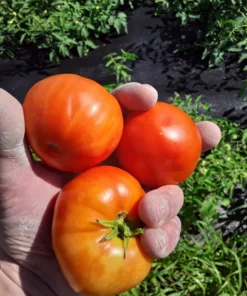 Mountain Princess Heirloom Tomato (30 Seeds)