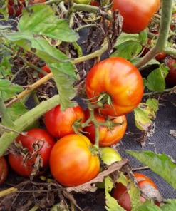 Mountain Princess Heirloom Tomato (30 Seeds)