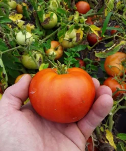 Mountain Princess Heirloom Tomato (30 Seeds)
