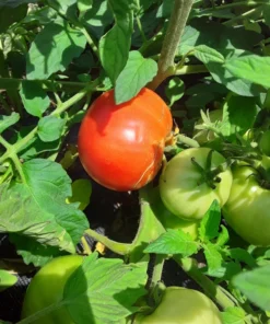 Mountain Princess Heirloom Tomato (30 Seeds)