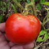 Mountaineer Delight Tomato Seeds