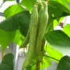 Mountaineer Half-runner Bean (30 Seeds)