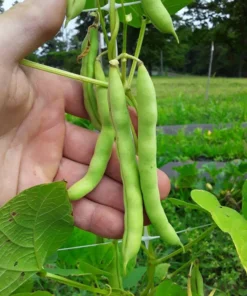Mountaineer Half-runner Bean (30 Seeds)