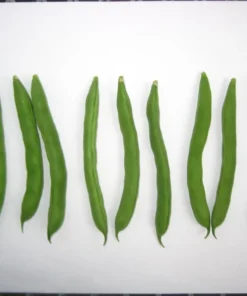 Mountaineer Half-runner Bean (30 Seeds)