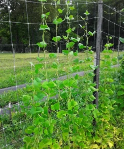 Mountaineer Half-runner Bean (30 Seeds)