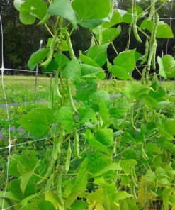 Mountaineer Half-runner Bean (30 Seeds)