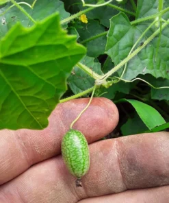 Mouse Melon (Mexican Sour Gherkin) (30 Seeds)