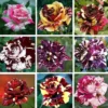 Multi-Color Rose Seeds, Double Petal Rose, 50 Seeds