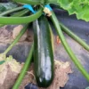 Mutabile Zucchini Open-pollinated Powdery Mildew Resistant (20 Seeds)