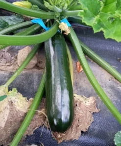 Mutabile Zucchini Open-pollinated Powdery Mildew Resistant (20 Seeds)