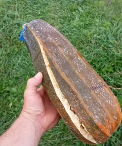 Mutabile Zucchini Open-pollinated Powdery Mildew Resistant (20 Seeds)