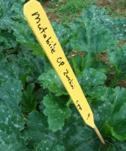 Mutabile Zucchini Open-pollinated Powdery Mildew Resistant (20 Seeds)