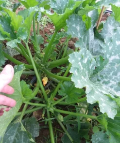 Mutabile Zucchini Open-pollinated Powdery Mildew Resistant (20 Seeds)