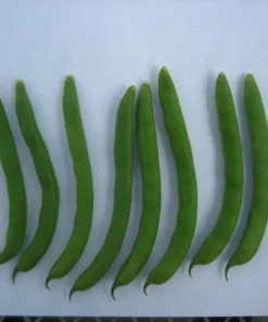 Non-tough Half-runner Bean (30 Seeds)