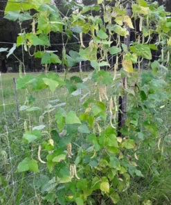 Non-tough Half-runner Bean (30 Seeds)