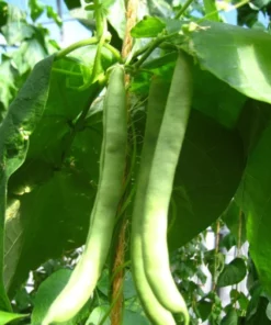 Non-tough Half-runner Bean (30 Seeds)
