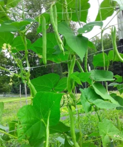 Non-tough Half-runner Bean (30 Seeds)