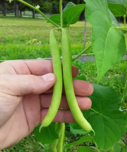 Non-tough Half-runner Bean (30 Seeds)