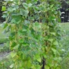 North Carolina Long Greasy Bean (30 Seeds)
