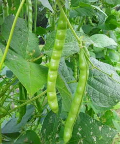 North Carolina Long Greasy Bean (30 Seeds)