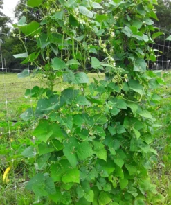 North Carolina Long Greasy Bean (30 Seeds)