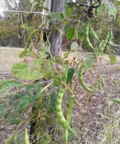 North Carolina Long Greasy Bean (30 Seeds)