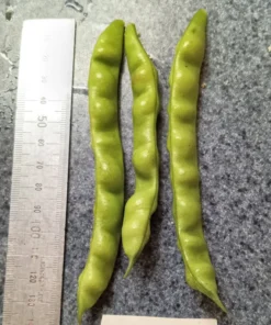 North Carolina Long Greasy Bean (30 Seeds)