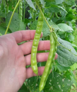 North Carolina Long Greasy Bean (30 Seeds)
