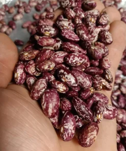 October Tough Hull Heirloom Bush Bean (30 Seeds)