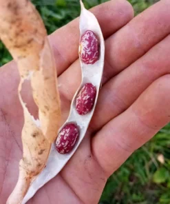 October Tough Hull Heirloom Bush Bean (30 Seeds)