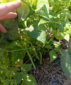 October Tough Hull Heirloom Bush Bean (30 Seeds)