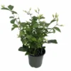 Ohio Grown Jasmine Live Plant in 4" Pot – Arabian Tea Jasmine - Jasminum Sambac Maid of Orleans Jasmine Plant