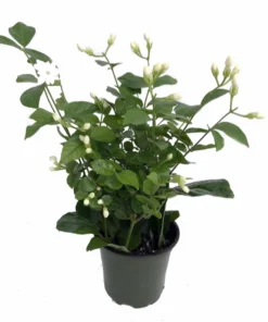 Ohio Grown Jasmine Live Plant in 4