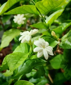 Ohio Grown Jasmine Live Plant in 4" Pot – Arabian Tea Jasmine - Jasminum Sambac Maid of Orleans Jasmine Plant
