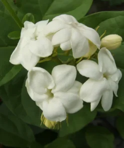 Ohio Grown Jasmine Live Plant in 4