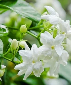 Ohio Grown Jasmine Live Plant in 4