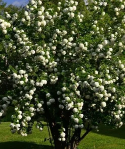 Old Fashion Snowball Bush Quart | Hardy Viburnum with White Blooms
