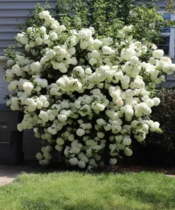 Old Fashion Snowball Bush Quart | Hardy Viburnum with White Blooms